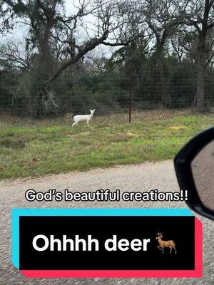 Seen this albino deer today. Absolutely beautiful! #albino #deer #godsbeutifulcreation #fyp #gorgeous 