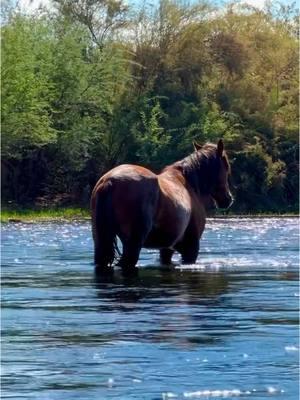 Tubing on the Salt River. It was incredible to see the wild horses. #arizona #saltriver #tubing #saltriverwildhorses 