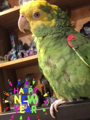 Happy New Year 2025 ❤️#NewYear #dyhamazonparrot #ranger #parrots #parrotsoftiktok 