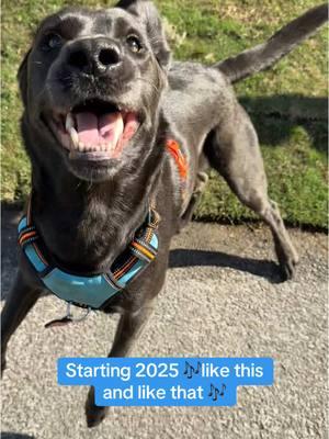 Playtime bouncing never gets old! 🐾  . . #fyp #rollothelab #labrador #dogsofttiktok #funny #bouncing #dog #viralvideo #cutedog #funnydogs 