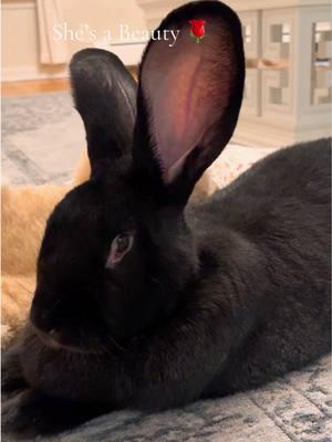 Prettiest girl I’ve ever saw… Lily is tired from opening her gifts! Nap time… #bunniesoftiktok #flemishgiant #bunnylife #petbunny #beautifulbunny #bunnytok #blackbunny #freerange #bunny #trained #smartpet 