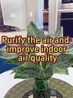 #indoorplants #homegarden #houseplants #plants #garden #gardening #indoorgarden #philadendron #plant 