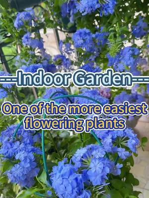 #gardening101 #indoorgarden #gardenplants #indoorplants #leadwort #homegarden #gardeningtips #plantcare #homeplants #indoorgardening #plantcaretips 