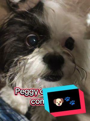 Así es Peggy 🐶🐾 #comedia #humor #sketches #perro #trend #notienesunpedasitodequieso #enmascarado #🎮spidywolfy🐺 #the_new_generation #🐺🦖losSpidys😎😜 