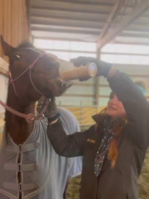 Big gingerbread chai guy  #horsetraining #horsetrainer #coltstarting #arabianhorse #starbucks #gingerbread #chaitea #cowhorse #westernlife #reining @Starbucks 