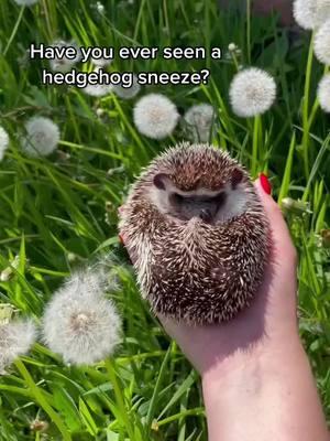 Aaaachoo 🤧#hedgehog #aph #foryou #viral