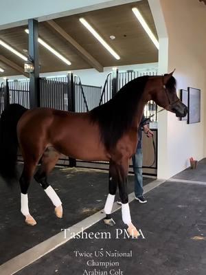 Tasheem is one of the brightest stars in the Arabian Stallion game in the entire world!  2022 U.S. National Champion yearling Colt. 2024 Unanimous U.S. National Champion Futurity Colt. Standing at Orrion Farms. Owned by Royal T Arabians. #arabianhorse #fyp #bigstar #dreamhorse #scottsdale #horses #viral #thebest #arabian #stallion #stallionsoftiktok @Grayson sellman 