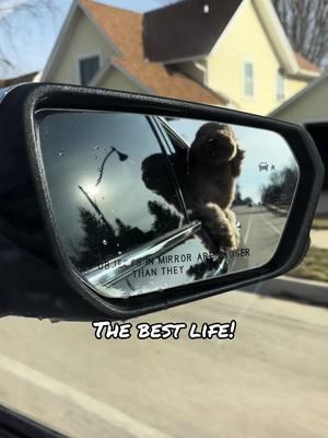 Everyday after his coffee pup cup! #starbucks #goldendoodle #bestlife #hairbyjamie21 #2025 