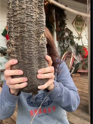 Let's peel luffa gourds together!!! One of my favorite crops to grow! You can eat them small as well or let them grow and dry into sponges! So satisfying!! #luffa #gardening #fyp #organicgardening #gourds #asmr 