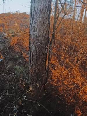 Riding on the butt plate. Sawing slow and easy #foryoupage #saw #tigercatforestry #ballantinesawteeth 