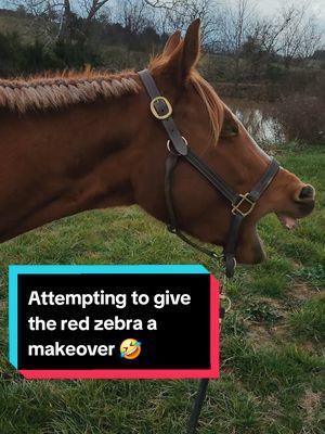 Attempting to give the red zebra a makeover 🤣 #horsesoftiktok #aqha #farmlife #farm #coltstarting #winter #horses #foals 