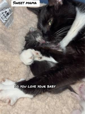 Such a protective mama! #fypシ゚viral #kittensoftiktok #kittylover #fosterkittens #rescueanimals #mamacat #catsoftiktok #cats #carlover #rescueismylife #fosteringsaveslives #fostercat 