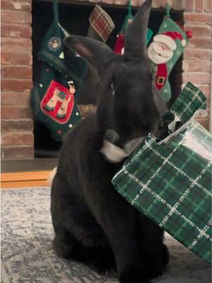 Lily got another gift tonight… it was hiding under the tree 🌲 we took down! She’s such a good girl & it’s so amazing to watch her excited about opening her presents 🎁  #bunniesoftiktok #petchristmas #christmas #PetsOfTikTok #flemishgiant #bunnylife #petbunny #beautifulbunny #bunnytok #blackbunny #trained #freerange #smartanimals #bunnylove #petgifts #christmasbunny 