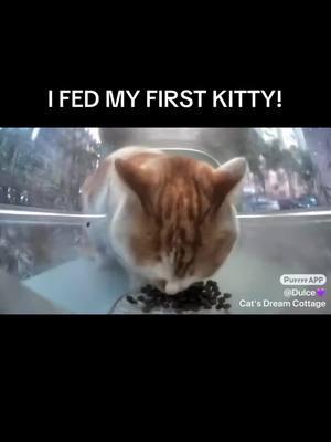 @Purrrr_APP #purrrr #purrrrapp #kittiesoftiktok #kitties #homelesskitty #cuteanimals #cutecat #cat #catsoftiktok 