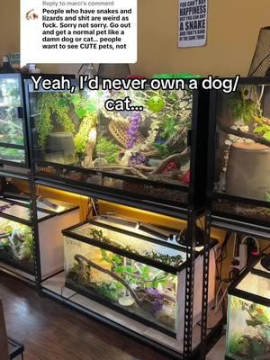 Replying to @marci would never own a dog or cat ❌ def don’t own 2 cats and 3 dogs!! #pets #animals #dog #cat #properanimalcare #conure #reptile #reptileroom #reptilemom #snake #gecko 