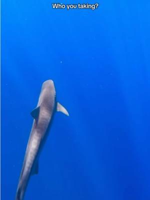 Anyone know what kind of shark this is?? #shark #sharkbait #sharkdive #sharkattack #hawaii #hawaiitiktok #oahu #ocean 