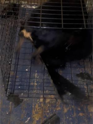 No ball in the house   Bear destroys his whole cage from top to bottom for his own reason #christmas #rottiepurr #viral #dogbite #rottierumble #funnydogs #destruction  @Ryanprater4 