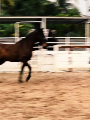 #horse #caballo #caballos #caballoscolombianos  #horse #horses #equinos  #cabalgatas #caballistasdecorazon #viral#equitacion #equestrian #ecuestre #tiktokdecaballos #pasionequina #pasionparaloscaballos #videosdecaballos  #caballosconcorridos #caballosfinos  #trocha #trochacolombiana  #troteygalope #trochaygalope #caballosdepasofino #pasofino #pasofinocolombiana #yeguas🤠🐴 #yeguadecarreras #yeguasmadres #cuartodemilla #yeguas #