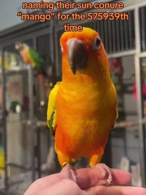 The name is cute, but sooooo over used 😭 #sunconure #conure #bird #parakeet #parrot #greencheekconure #reptile #reptilemom #snakes 