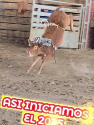 Asi iniciamos el AÑO  #rancho #torosbravos #rodeos #ganado #bulls #mascotas #animals #rodeos #jaripeoranchero #ganaderia 