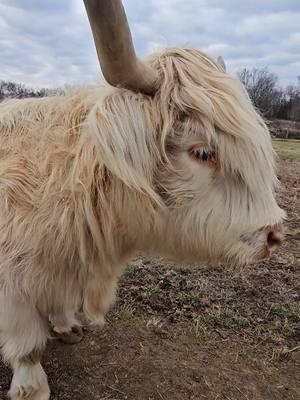 emmylous is such a pretty girl we will have babies in the spring! #highlandcow #baharanchhighlandcows #grasspuppy #hairycows #whitecow 