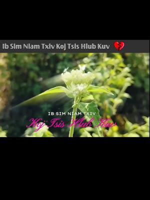 #hmongtiktoks #hmong #hmongsongs #hmoobtiktok #hmoob #pebhmoobsongs #pebhmongtiktok #hmongsong❤ #hmongsongs💙 #hmongsong #tusiab #mobsiab 