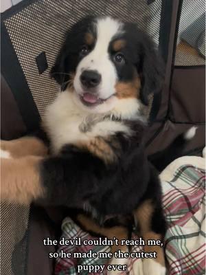 Just a baby 🥹 #baby #puppy #bernesemountaindog #nashtheberner #puppy #socute 