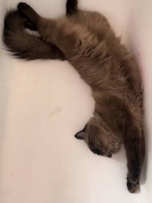 his favorite sleeping spot ?? lol also excuses the specks, they are from my coffee body scrub 😂🤎🛁 #cat #ragdoll #browncat #minkragdoll #ragdollcat #kitten #catsoftiktok #kittensoftiktok #funny #bathroom #bathtub 