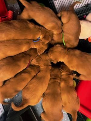 Feeding time! #goldenretriever #babydogs #puppylove #breederslife #puppylove #puppytiktok #puppylife #reddogs #sportdog #workingline #dogswithjobs #breedwithpurpose 