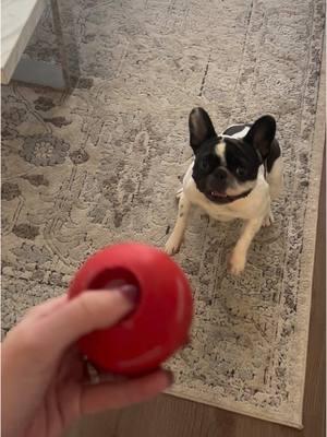 I’m pretty sure my dog would pick this ball over me any day! #interactivedogtoy #dogplaying #dogball #frenchies #dogtoy #bulldogs #smalldogs #frenchiepuppy #hyperdog 