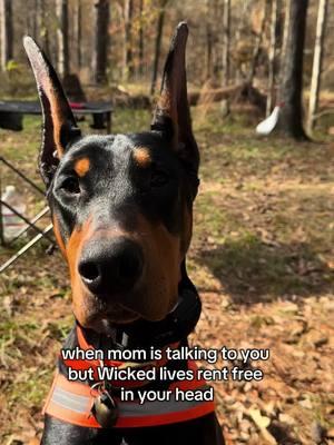 Alwayysssss #wicked #whatisthisfeeling #loathing #doberman #dobermanpinscher #dobermandynamics #DogTraining #dogtrainer #NOLADogTrainer #akcobedience #akc #americankennelclub #dpca #Puppies #Dogs #dobie #neworleans #swampdobe #labradorretriever #labs #dogsports #cockerspaniel #Spaniels #puppytraining 