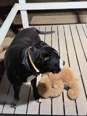 Happy Thursday Otis up for fast visit and a stuffed animal.#funnydogs #loveourfollowers #dexterandotis #petlover #funnydogsvideo #family #boydogs #dextereugene #otis #nephew #cousins #neighbors #stuffedanimals #wisconsinlife #dogsvideoontiktok 