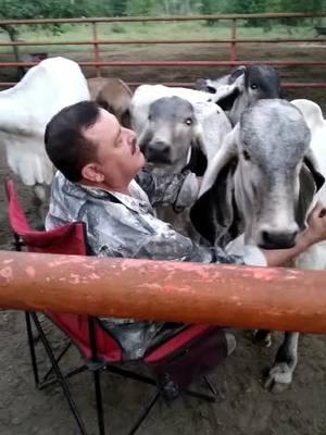 😂 #vacas #becerros #rancho #ranchlife #dad #animales #mascotas #michoacan #funnyvideo 