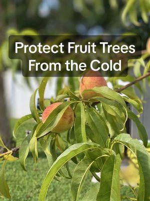 Replying to @PattyRN cold protection for young fruit trees in Florida. #floridagardening #coldweather #garden #fruittree #gardener #growingfood 