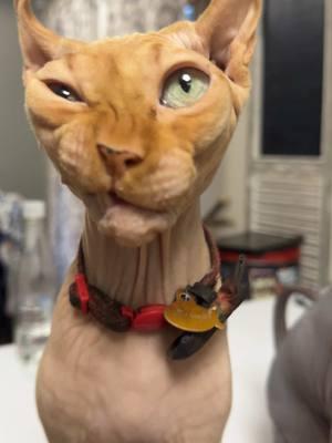 Any guesses why he winks?? Yes, for realsies there is a diagnosis as to why and no its not cause he is so hamsome! #mistercrinkles #pretty #cats #catsofinstagram #fyp #viral #meow #lover #cats #donskoy #hairless ##sphynxcat #PetsOfTikTok #nakedcats #sphynxtok #Sphynxaddiction #crazy #funny #funnyvideos #uniquevideos #dinguscatsphynx #backtothekittyshekindofpretty #clariceandmistercrinkles #skinwalkers #naughty #goblin #gremlins #utah #veterinarymedicinine #vetmedlife #clarice #courtney #geriatriccat #meow #senior #BestFriends #catsofinstagram #meow #oldlady #fyp #purr 