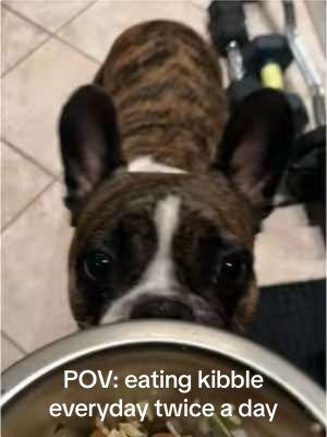 Kibble again! Just kidding he lives for snacks and food! #dogsoftiktok #PetsOfTikTok #kibble #kibbleking #hungry #frenchie #puppy #hungrydog 