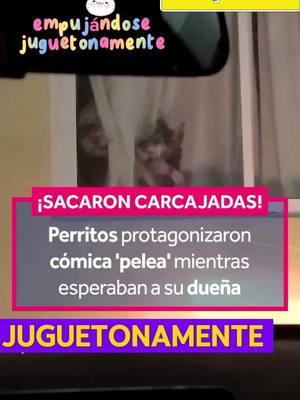 ¡Estos perritos están listos para robarse el show! 🐶🤩 Entre empujones y drama en la ventana, no podrás parar de reír. 😂 Mira hasta el final y dinos quién ganó esta vez. 🏆 ¡Suscríbete para más momentos graciosos! 🎥✨ #PerritosGraciosos #HumorDeMascotas #DramaPerruno #VentanaComica #TikTokDogs #RisasAseguradas #AmorPerro #Suscríbete