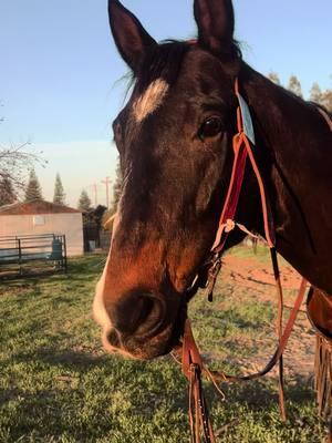 practice ootd with yours truly 😙 #horses #rodeo #punchy #barrelracer #barrelracing #barrelhorse #tack #lvtack #lvtackset #western #westernwear #fyp #viral 