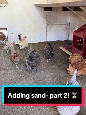 Part 2 of adding sand to the chicken coop! ⏳✨🐓 #sand #chickens #litter #farmlife #tips #homestead #foryoupage 