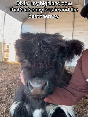 My big baby, she listens and doesn’t judge 😂 #highlandcow #cowtherapy #cattle #god #ranch #family #newyear #bestie #fyp #cow #therapy #therapycow 