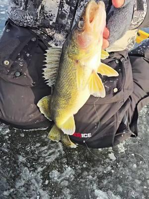 They don't make Beaver Dam Tip-Ups like they use too.. #fyp #fishinglife #walleyefishing #hardwater #wisco3 #icefishing #hardwaterfishing 