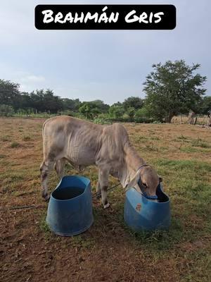 #cebu #rancho #nayarit #ganaderos #vacas 