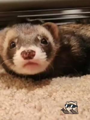 #CapCut #ferret #ferretmom #ferretsoftiktok #ferretlove #ferretlife #PetsOfTikTok #ferrettok #chunkyferret 