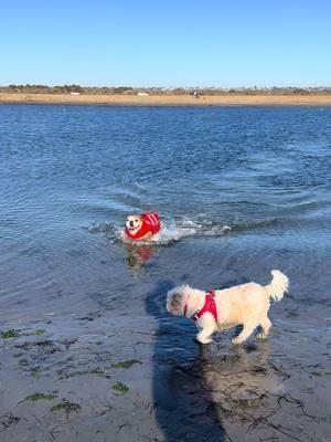 Look at me helping my foster brother lose weight!  Gizmo is 10 years old and ready for a furever home. He’s an easy going guy, good with dogs, good with kids, housebroken, walks well on the leash. Hes a slam dunk!  Read his whole bio at Lionelslegacy.org@Lionel's Legacy #toocutefortiktok #mykidshavepaws #childlessdoglady #izzytheswimmingbulldog #adoptdontshop #fosteringsaveslives❤️ #adoptgizmo 