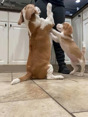 This is what I imagine plays in Bensons head when doing this… #brotherlylove #beagle #beaglesoftiktok #beaglepuppy #beagles #barkley #benson #dog #dogsoftiktok #dogs 