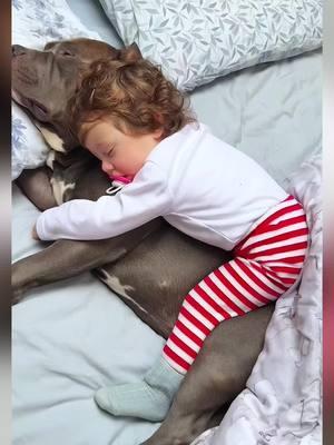 Sophia and Mino so cute #pet #baby #cute #dog #dogoftiktok 