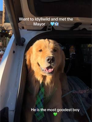 MAYOR MAX 💚🩵🐾 THE BEST MAYOR #mayormax #idyllwild #goldenretriever #goldenretrieverlife #goodestboy #doggie #mayor #foryoupage 