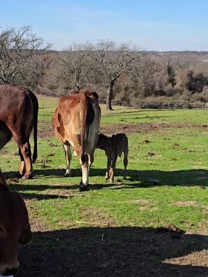 Love this new little bull calf we call Goku. Nathan named it. Love them. Cattle can be fun but also a lot of work. Not all of them make it. The ones who do are a blessing. Humbly we introduce you to Guko. Della is a wonderful mother. Her calf last year didn't make it. She was sad for weeks. Now she is so happy to have this beautiful little one we call Guko. #lambertsranch #brahmanbull #redbrahmanbull #polledbrahman #brahmancattle #showcalves #Brahman #goodbye2024 #trump #ginabfly #Jimmylambert #foryoupageofficiall #foryoupage #for #foruyou #forupage #capcut 