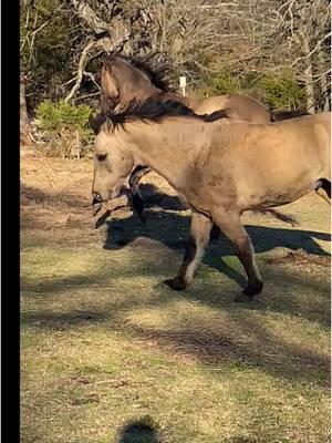 #foundationbred#aqha#stallions#buckskin#grullo#cowhorse#playtime#studs 