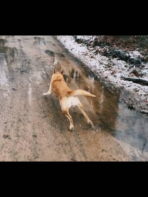 One happy Ruby #dog #zoomies #dogzoomies #happydog #michigan 